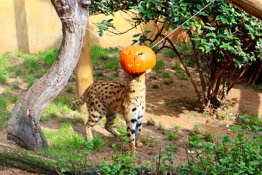 We Photographed Zoo Animals Wearing Pumpkins, And The Result Might Make You Smile