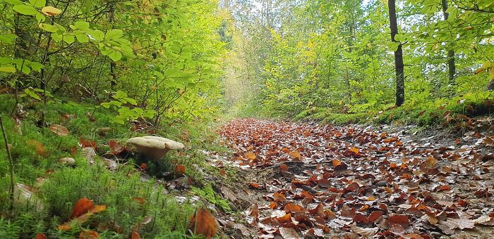 Somewhere In Austrian Forest