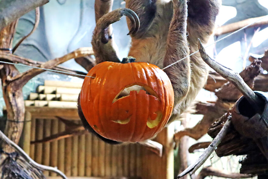 We Photographed Zoo Animals Wearing Pumpkins, And The Result Might Make You Smile