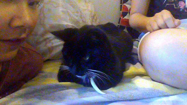 It's A Gif, My Cat Copied My Sister