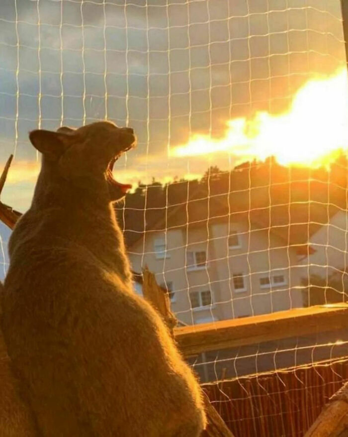 The Sunset Lighting Makes It Look Like Firebreath