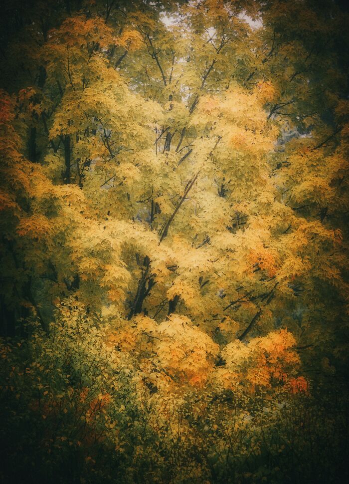 A Tree Out In The Woods Behind Our House In New England