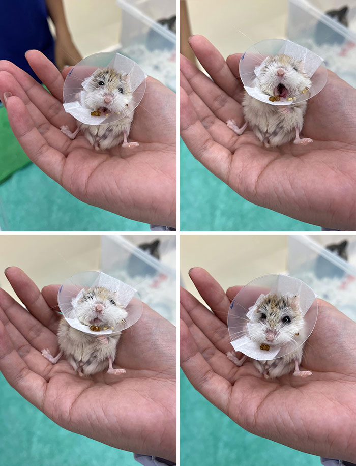 This Girl Wears A Collar To Prevent Her From Scratching Her Wounds. Step Of Spitting Out Stuff She Had Stored In Her Cheek Pouches