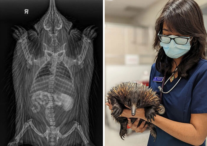 Is My Mask Pushed Right Up To My Eyes To Stop My Glasses From Fogging Up? Yes. But Did My Clear Vision Allow Me To Closely Monitor This Anaesthetized Echidna? Also Yes