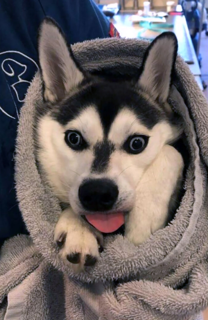 My Boy Got Neutered Yesterday. The Vet Office Took A Photo For Me After He Woke Up