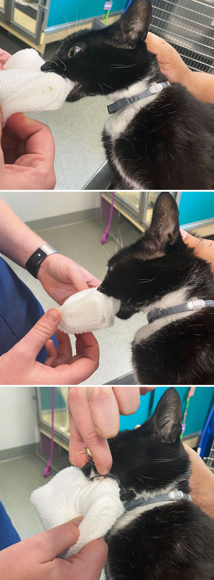 Angry Kitty Does Not Want To Give Us Our Gauze Back