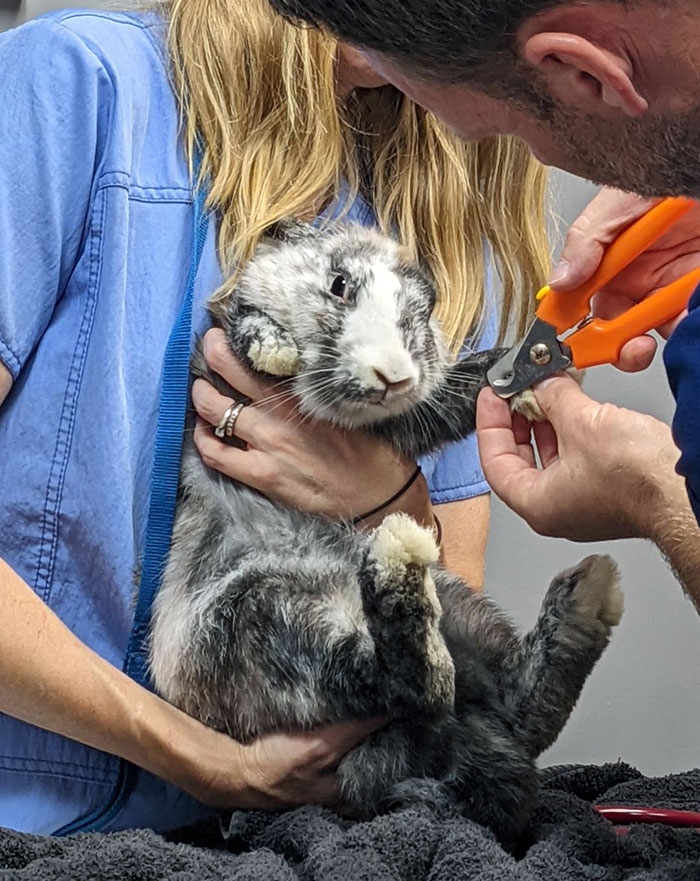 Cinder Ellie And A Very Bad Day At The Vet