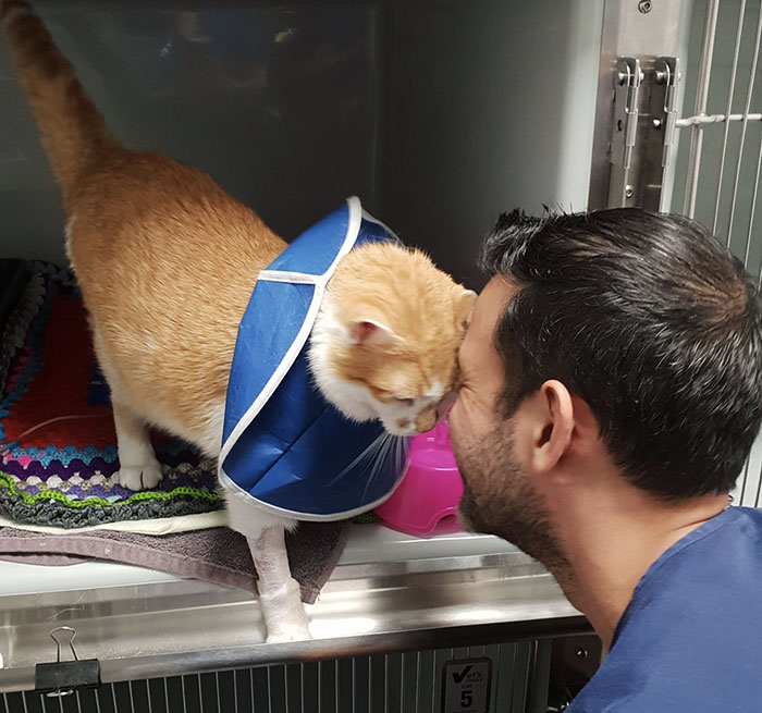 Head Rubbing Is A Behavior Cats Learn As Kittens With Their Mother. It’s An Affectionate Gesture That Can Also Be Used As A Form Of Greeting And Marking You With Their Scent