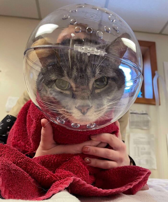 My Cat Was Being A Bit Of A Jerk At The Vet Today