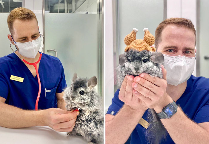 The Most Well-Behaved Chinchilla Ever. He Is Yuk Yuen, And His Name Means Meat Dumpling In English