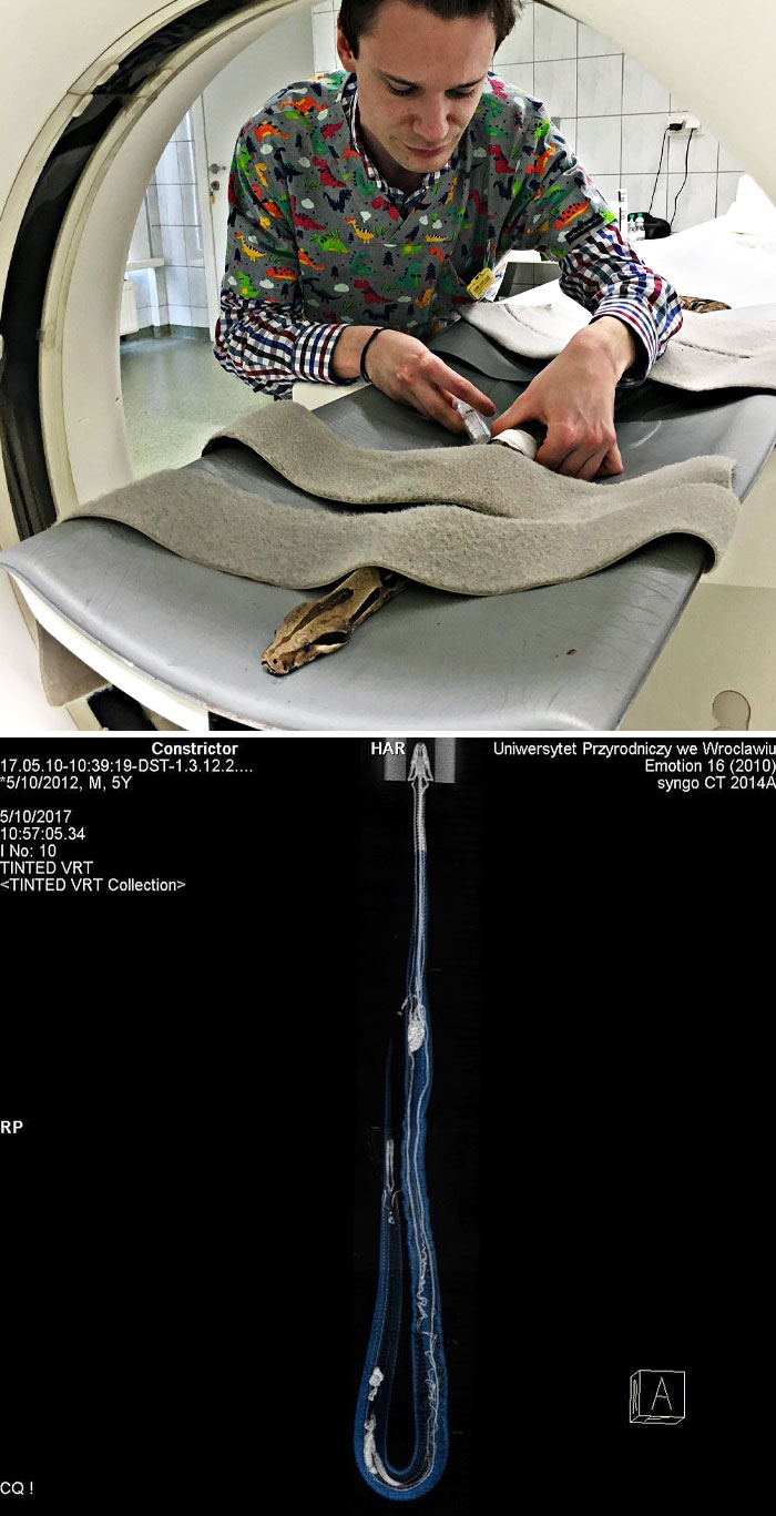 Just In Case You Were Wondering What The Circulatory System In A Snake Looks Like