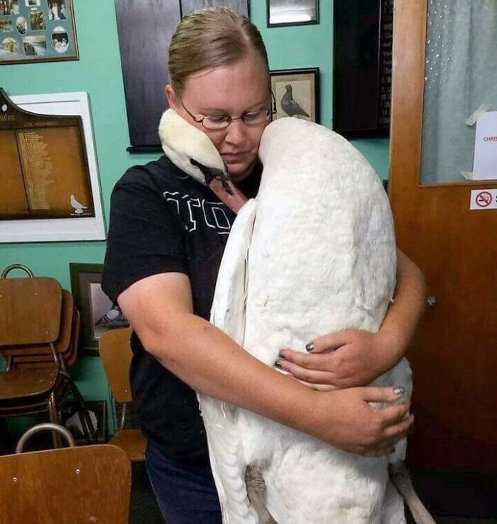 This Swan Hugging The Vet Who Saved Its Life