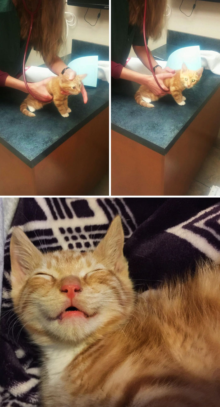 First Vet Visit. Tony Was Purring So Loudly The Vet Had To Cover His Nose To Hear His Heart