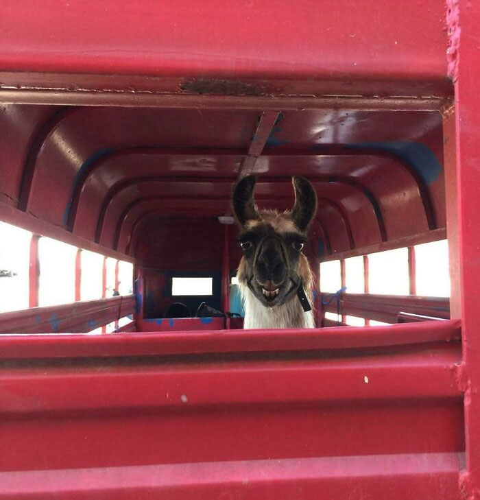 My Aunt Works For A Vet And This Guy Was Booked In For A Check Up