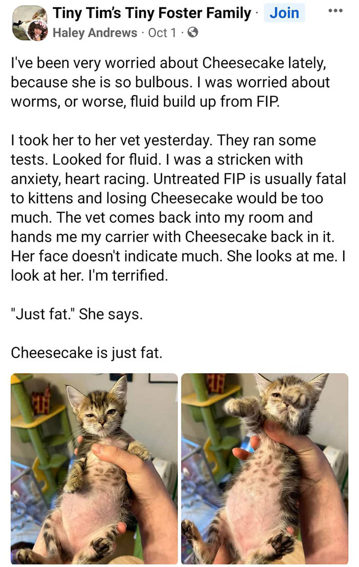 Cheesecake Goes To The Vet