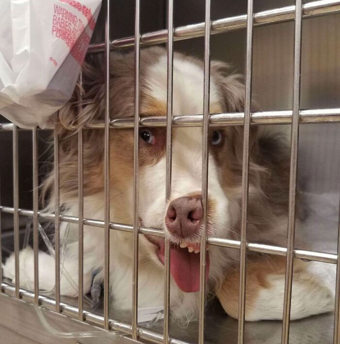 My Dog Insisted On Keeping His Face Like This At The Vet. Was Mildly Sedated