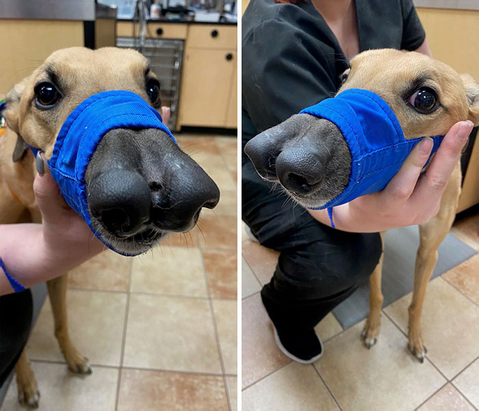 Dog Born With A Double Nose