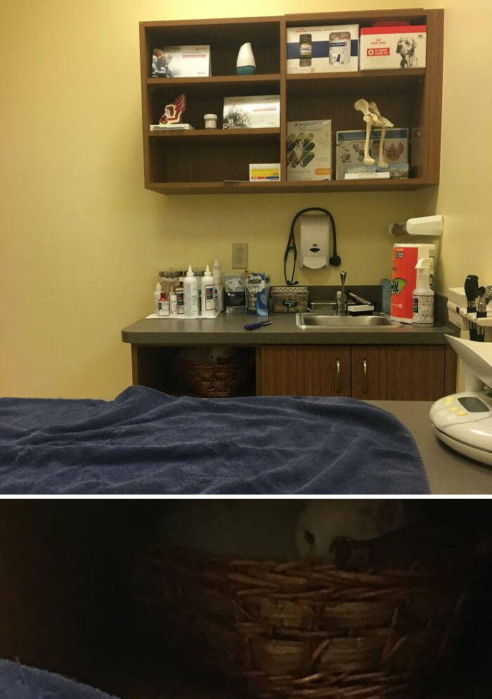 My Cat May Have “Mild” Vet Anxiety