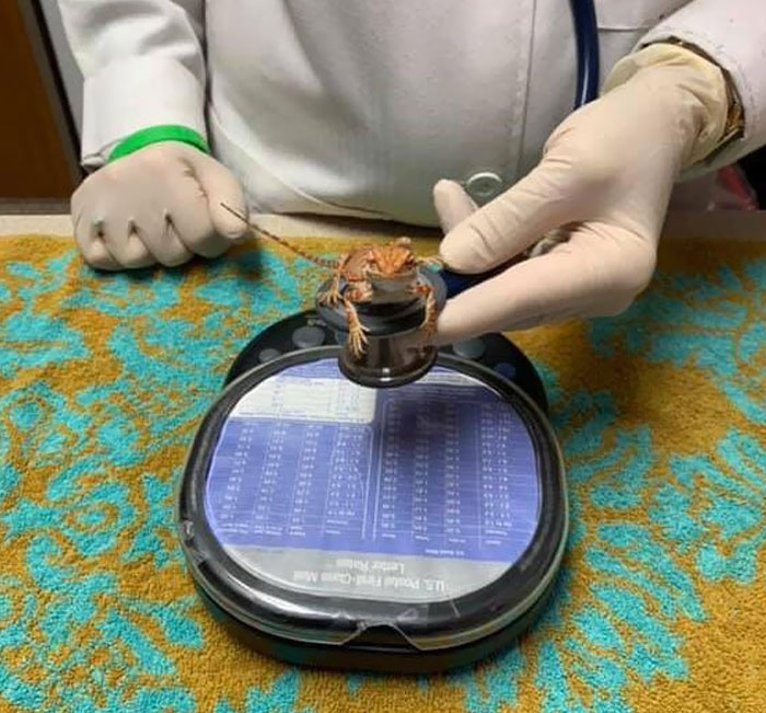 This Is How Vets Listen To Your Heart When You Weigh Five Grams