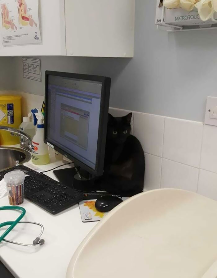 Not Enjoying Her First Trip To The Vet