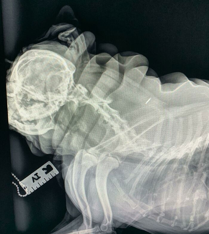 11-Year-Old Pug Presented For Arched Back And Limping. Took Some X-Rays And I Can't Get Over How All His Rolls Showed Up