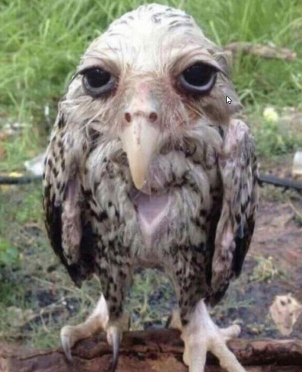 My Owl After I Washed Him