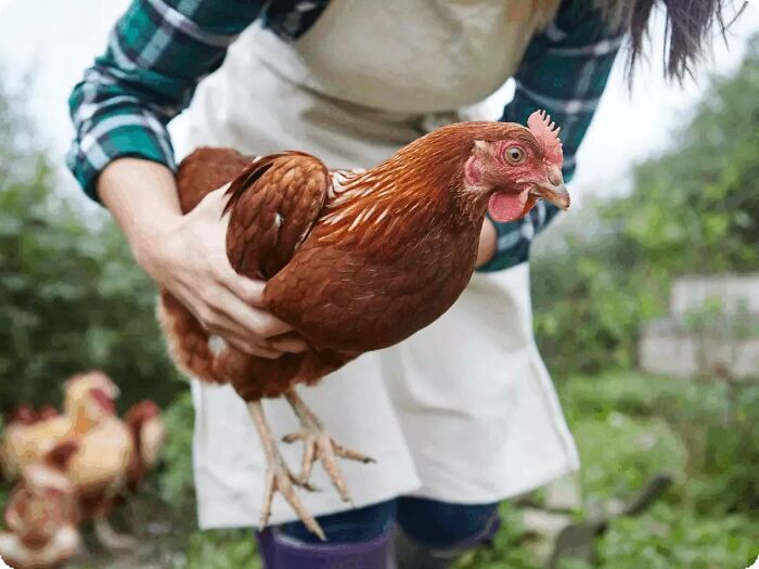 Me Holding My Chicken