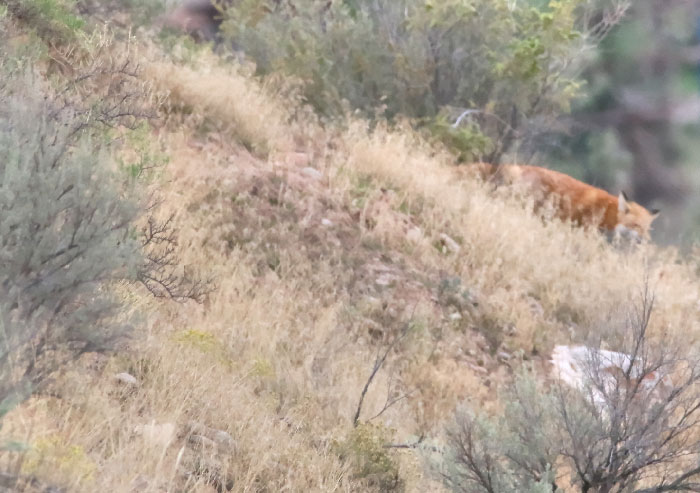 This Mountain Lion Came Out Of The Bushes And Was Blocking The Trail Way Ahead Of Me