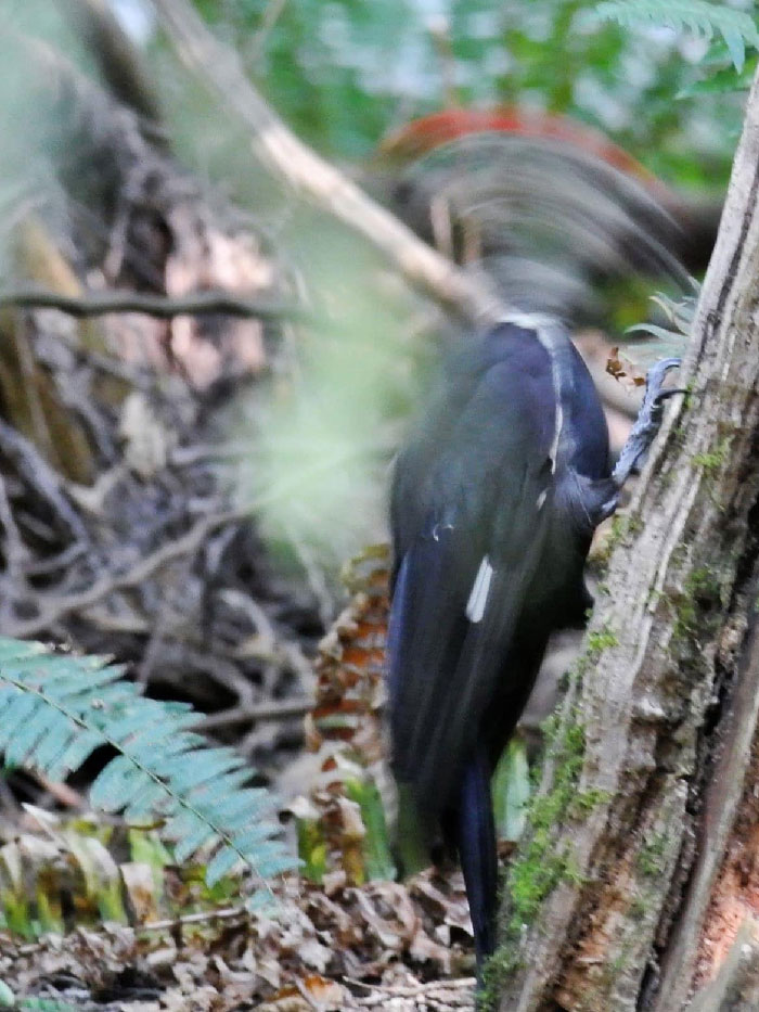 Behold The Fabulous Pileated Woodpecker!