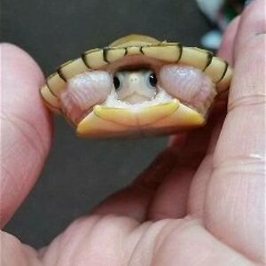 lisavandelaar avatar