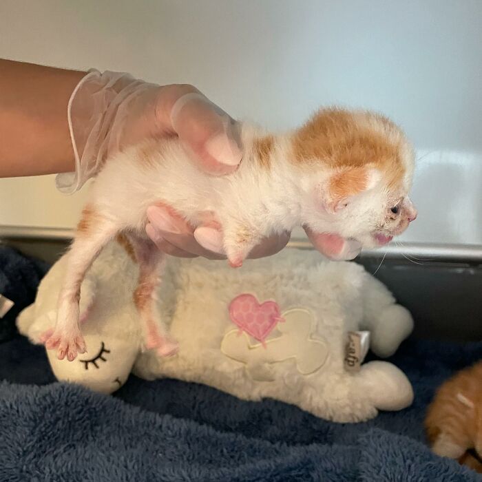 These Two Sibling Kittens Are Quite Different From Other Cats, But They Are Living Their Life To The Fullest After Being Rescued These Two Sibling Kittens Are Quite Different From Other Cats, But They Are Living Their Life To The Fullest After Being Rescued