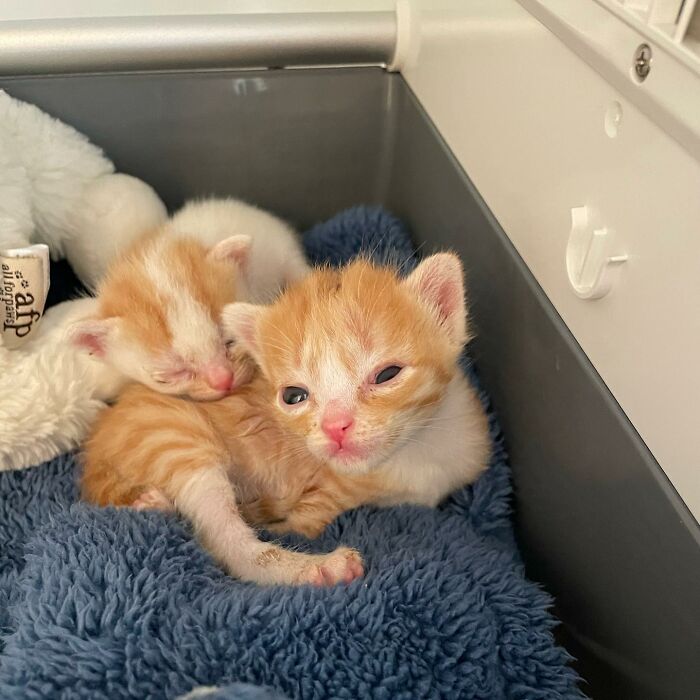 These Two Sibling Kittens Are Quite Different From Other Cats, But They Are Living Their Life To The Fullest After Being Rescued These Two Sibling Kittens Are Quite Different From Other Cats, But They Are Living Their Life To The Fullest After Being Rescued