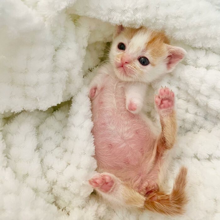 These Two Sibling Kittens Are Quite Different From Other Cats, But They Are Living Their Life To The Fullest After Being Rescued These Two Sibling Kittens Are Quite Different From Other Cats, But They Are Living Their Life To The Fullest After Being Rescued