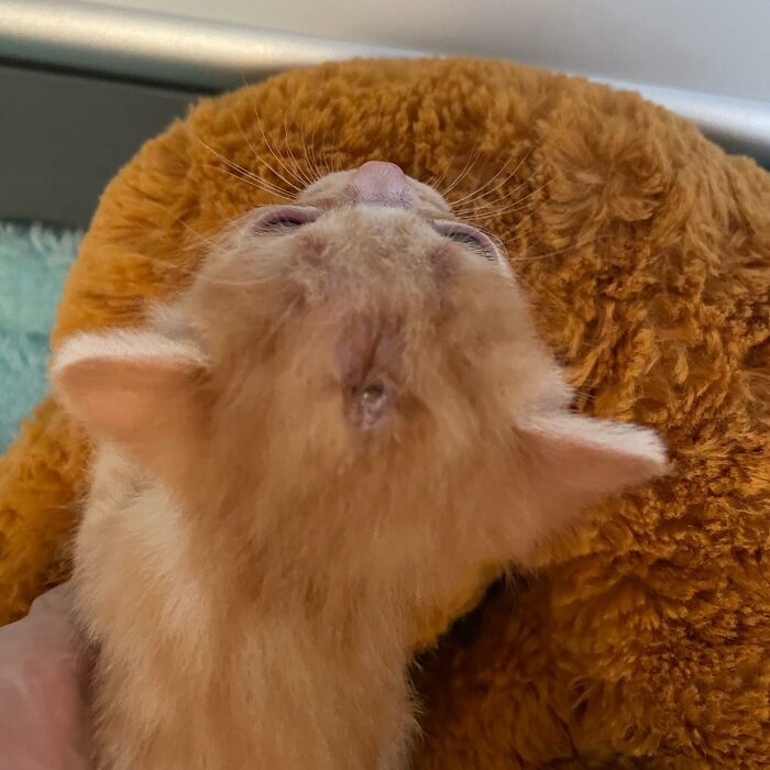 These Two Sibling Kittens Are Quite Different From Other Cats, But They Are Living Their Life To The Fullest After Being Rescued These Two Sibling Kittens Are Quite Different From Other Cats, But They Are Living Their Life To The Fullest After Being Rescued