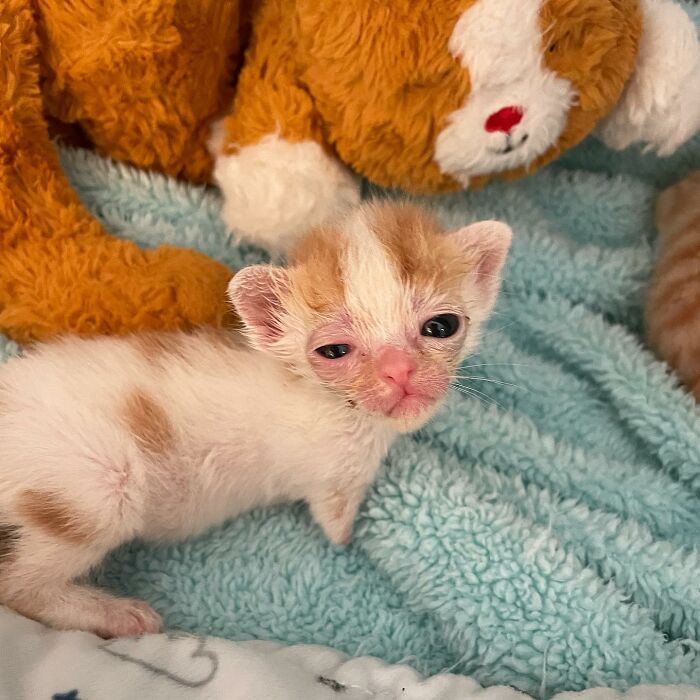 These Two Sibling Kittens Are Quite Different From Other Cats, But They Are Living Their Life To The Fullest After Being Rescued These Two Sibling Kittens Are Quite Different From Other Cats, But They Are Living Their Life To The Fullest After Being Rescued