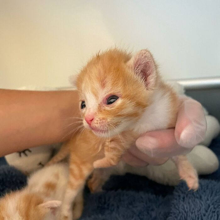 These Two Sibling Kittens Are Quite Different From Other Cats, But They Are Living Their Life To The Fullest After Being Rescued These Two Sibling Kittens Are Quite Different From Other Cats, But They Are Living Their Life To The Fullest After Being Rescued