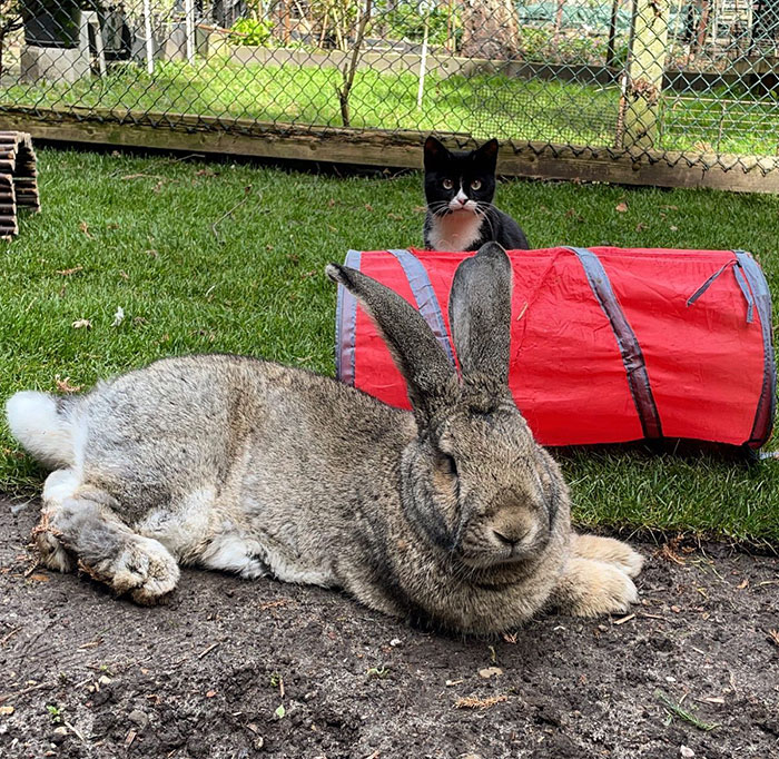 Meet Guus, A 22lb Rabbit That Draws Attention Not Only For His Size, But Also His Dog-Like Personality