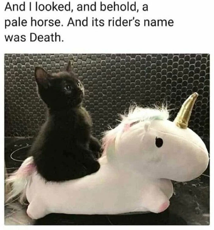 Black cat sitting on a white unicorn plush toy, a wholesome meme from popular Twitter account.
