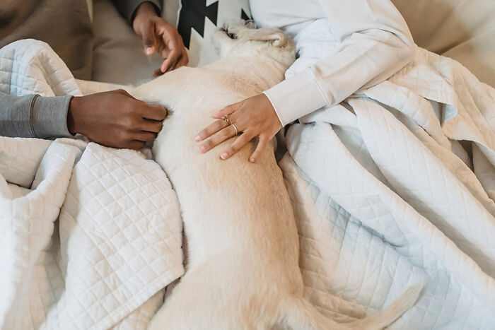 “What Is Something You Are Thankful For”: 50 Pandas Shared For What They Feel Grateful This Year