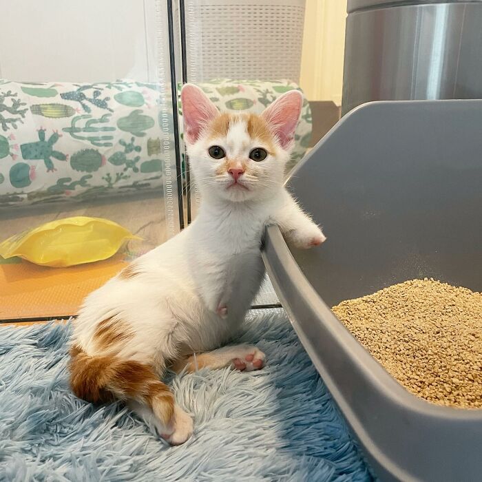 These Two Sibling Kittens Are Quite Different From Other Cats, But They Are Living Their Life To The Fullest After Being Rescued These Two Sibling Kittens Are Quite Different From Other Cats, But They Are Living Their Life To The Fullest After Being Rescued