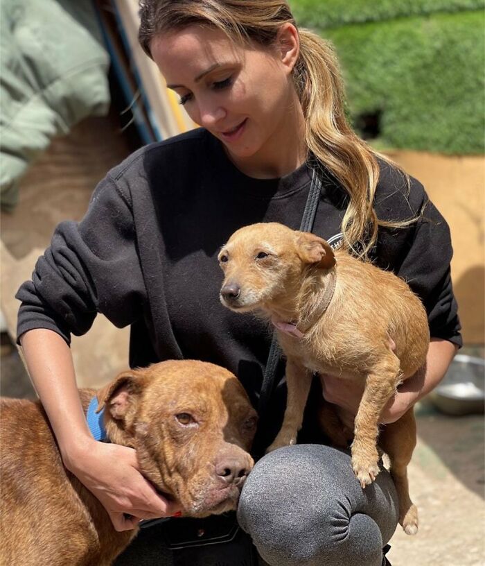 This Pit Bull Was Horrifically Abused For 10 Years Before He Found His Peace When Taken Into The Hands Of Kind-Hearted People This Pit Bull Was Horrifically Abused For 10 Years Before He Found His Peace When Taken Into The Hands Of Kind-Hearted People