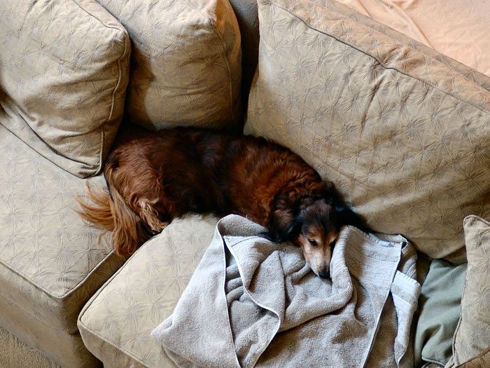 Woman Knows Her Sister's Dog Hair Frequently Ends Up In Food, So She Turns Around And Leaves Thanksgiving Dinner When She Sees It There