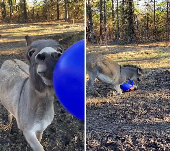 While Donkeys May Have A Notorious Reputation For Being Stubborn, They Are Actually Quite Fearless Dealing With Predators As Well As Intelligent, Playful And Curious
