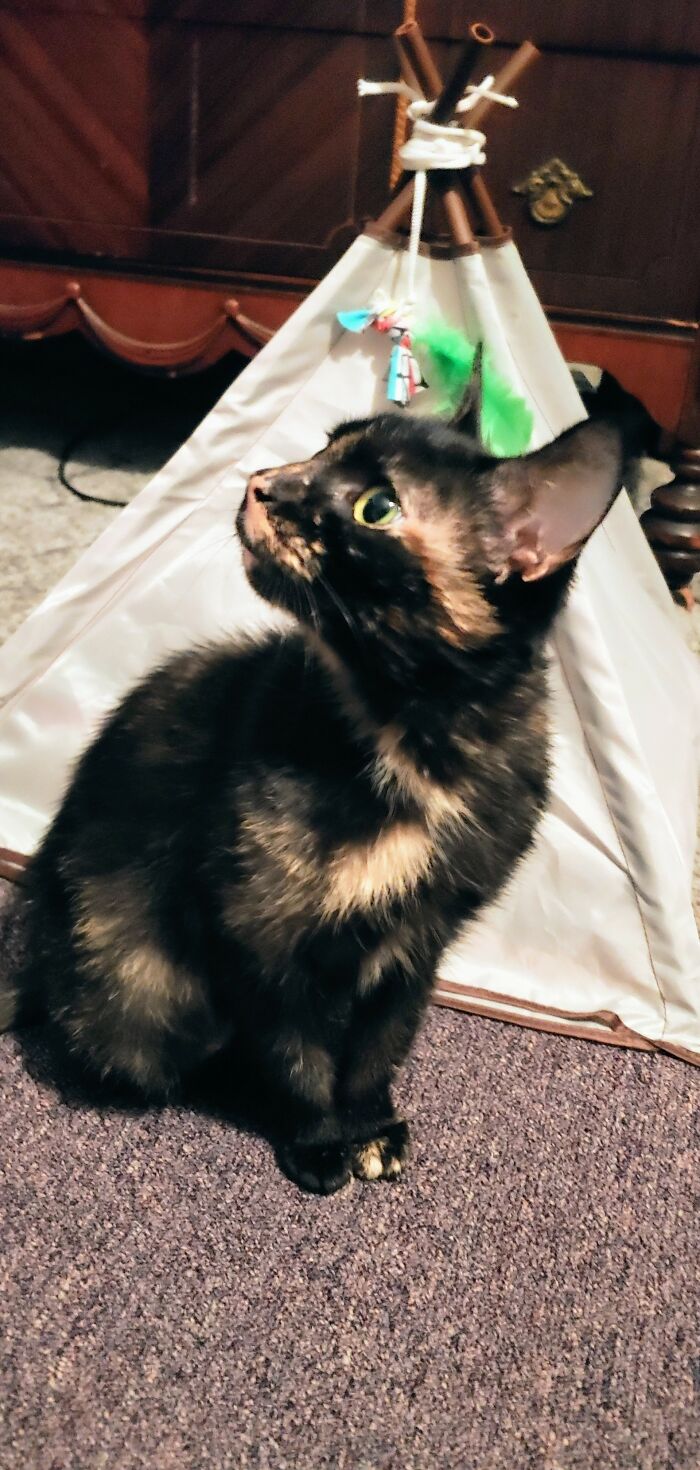 Cinder Over A Year Ago Settling Into Her New Home Mesmerized By Videos Of Bluejays On Youtube