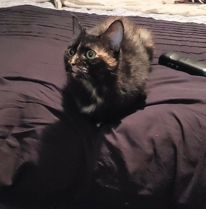 Cinder A Few Weeks Settling Into Her New Home And Hogging The TV