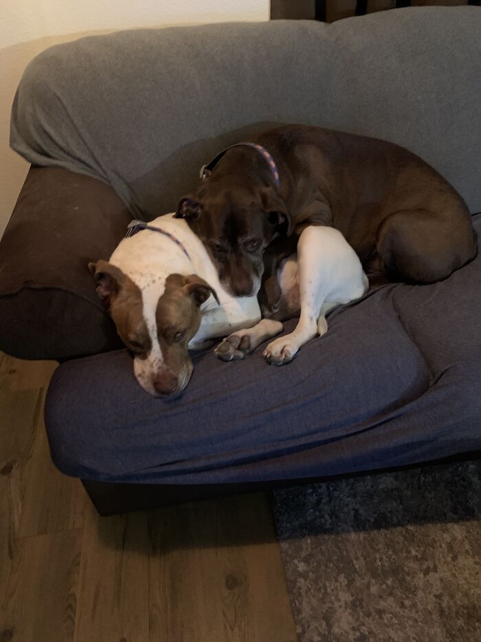 Love Between Sisters