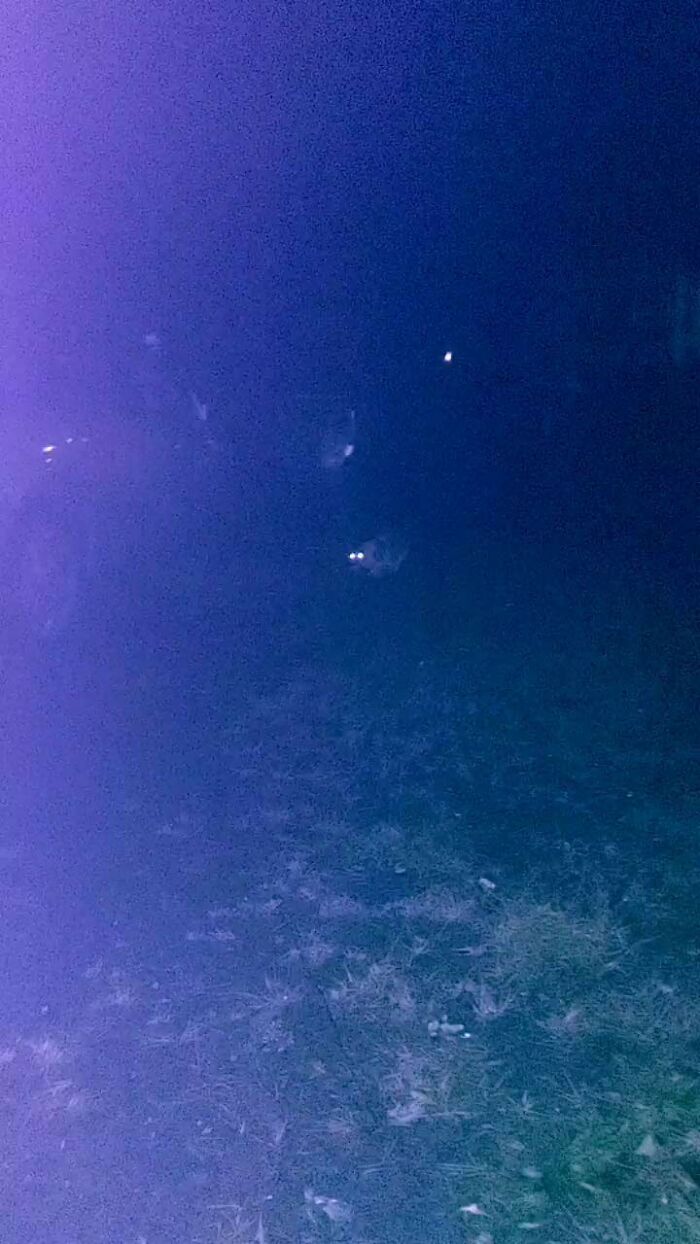 This Is A Horrible Picture Sorry! I've Been Luring This Stray Just Left By His Previous Owners To Me. Still Aways To Go, But He Runs Up To Me At 'Dinner Time' To Remind Me Then Run Away. As Of 3 Days Ago, We Can Sit 7 Feet Away From Each Other Comfortably. I'm Expecting It Just A Couple Of Weeks Until I Can Get Him Checked Out And Inside