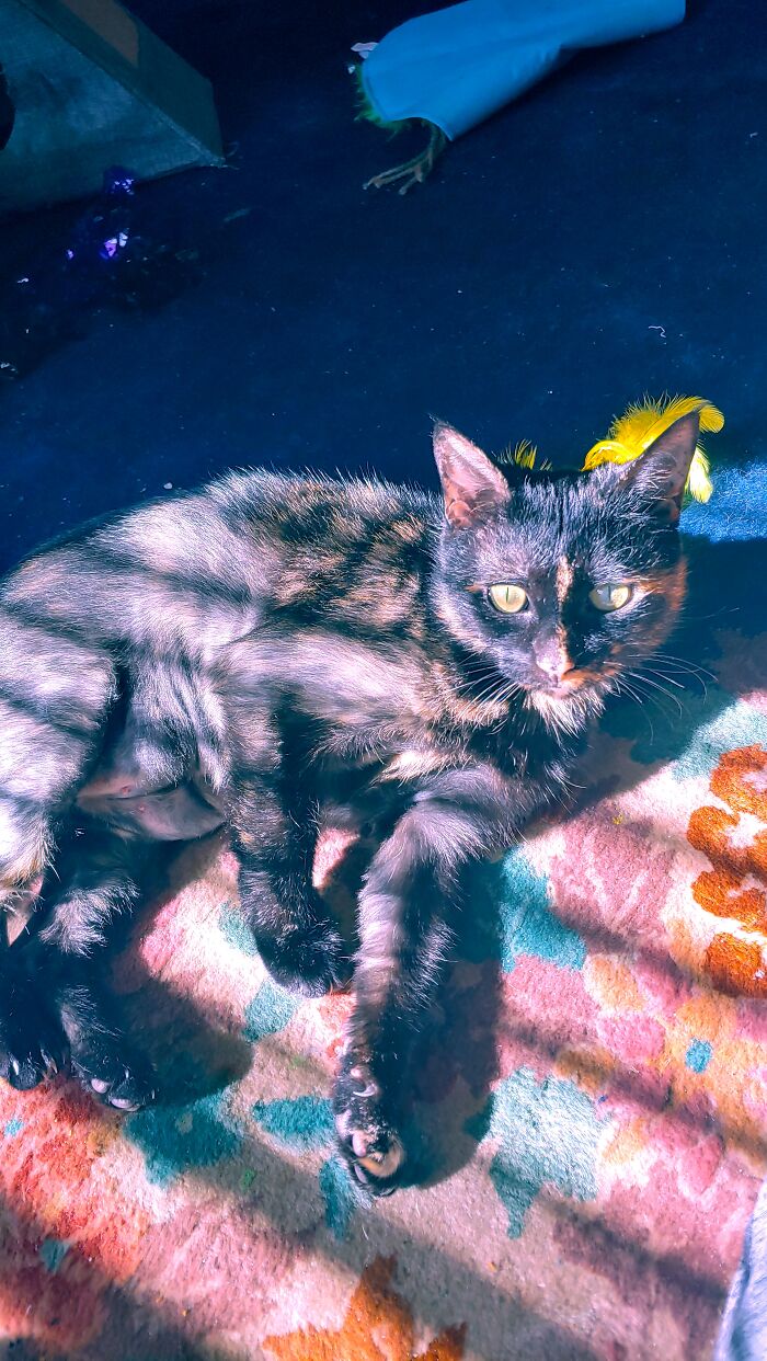 Cinder Lounging In The Sun