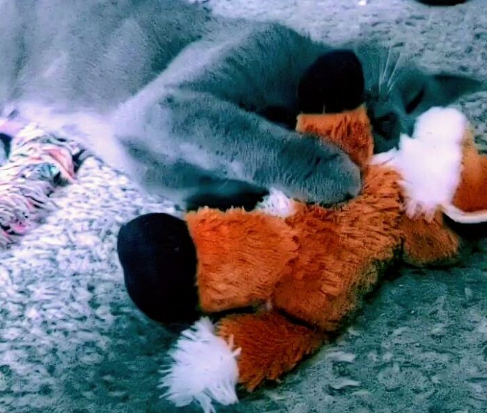 I've Been Taking Care Of This Gentle Giant I'm Calling Baba Yaga For The Past Few Of Weeks. This Was Him Night 2. I Haven't Been Able To Find His Owners. Is It Wrong I Kinda Hope We Don't? Such A Sweet Boy!