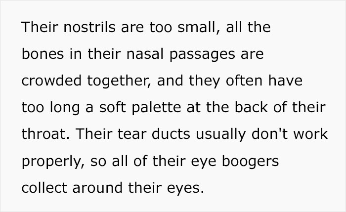 Veterinary Surgeon Reveals Cat And Dog Breeds He'd Never Buy And Explains Why Veterinary Surgeon Reveals Cat And Dog Breeds He'd Never Buy And Explains Why